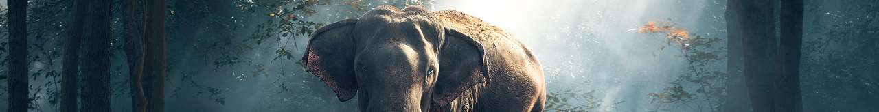 Elefant i en dimmig regnskog